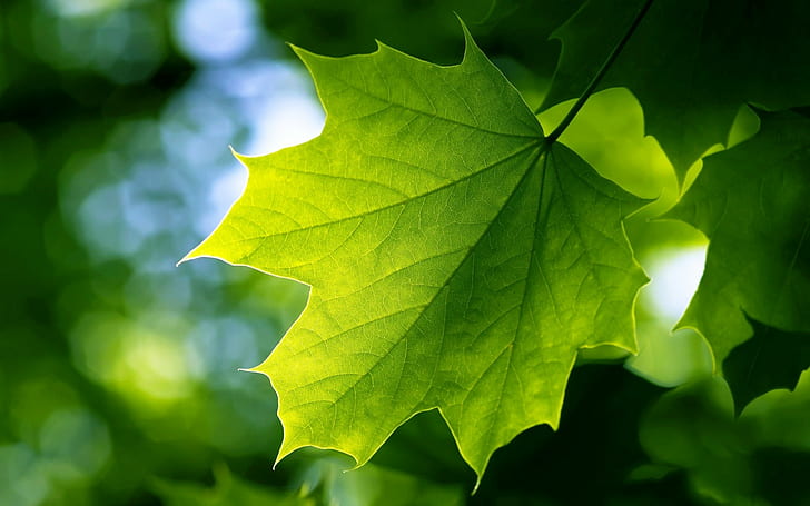 daun, alam, bokeh, hijau, Wallpaper HD