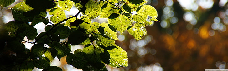 ใบไม้สีเขียว, ธรรมชาติ, ใบไม้, วอลล์เปเปอร์ HD