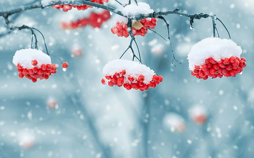 Планинска пепел, червени плодове, червено кръгло цвете, фон, размазване, красива, боке, природа, червено, горски плодове, планинска пепел, ягода от офика, снежинки, HD тапет HD wallpaper