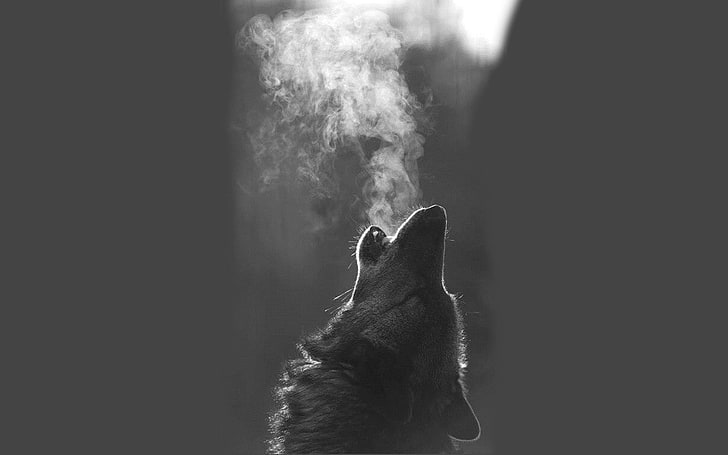 сив вълк вой, животни, вълк, монохромен, HD тапет