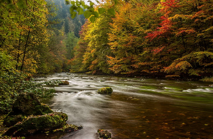 الخريف، الغابة، الأشجار، النهر، ألمانيا، الراتنج، هارتس، خلفية HD