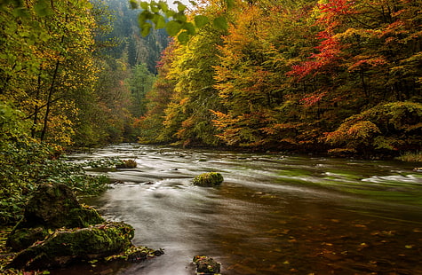 осень, лес, деревья, река, Германия, смола, гарц, HD обои HD wallpaper