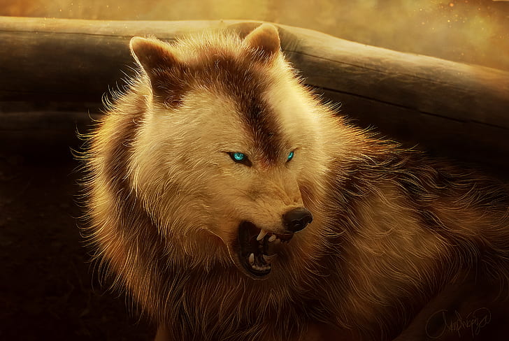 オオカミ、動物、怒って、青い目、 HDデスクトップの壁紙
