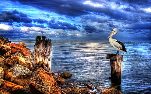 Birds, Pelican, HD wallpaper HD wallpaper