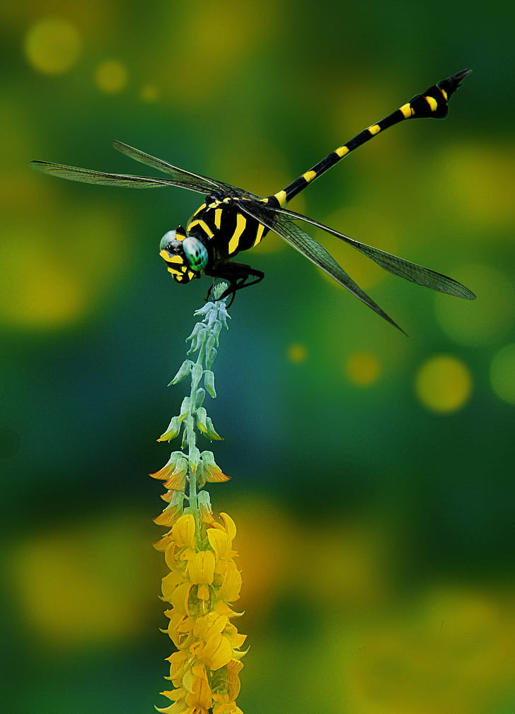 selective focus photography of yellow and black dragonfly on flower bud, Land, dragonflies, selective focus, photography, black, flower bud, Dragonfly, Yellow, outdoor, insect, nature, animal, wildlife, close-up, HD wallpaper