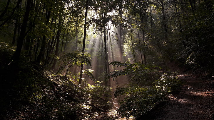grüne Bäume, Natur, Wald, Sonnenstrahlen, HD-Hintergrundbild