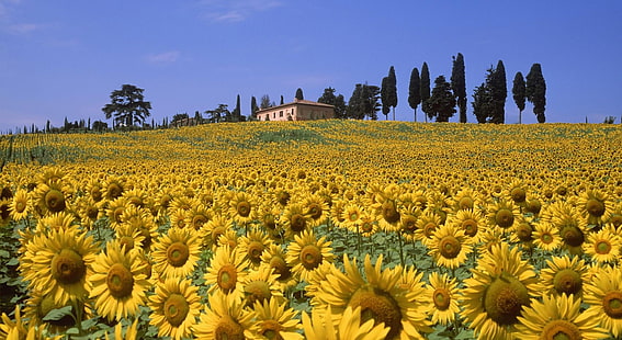 giacimento giallo del girasole, girasoli, campo, estate, cielo, Sfondo HD HD wallpaper