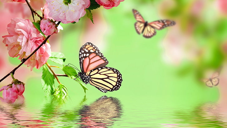 kupu-kupu, kupu-kupu, taman, air, mekar, mekar, berbunga, pohon ceri, tercermin, musim semi, Wallpaper HD
