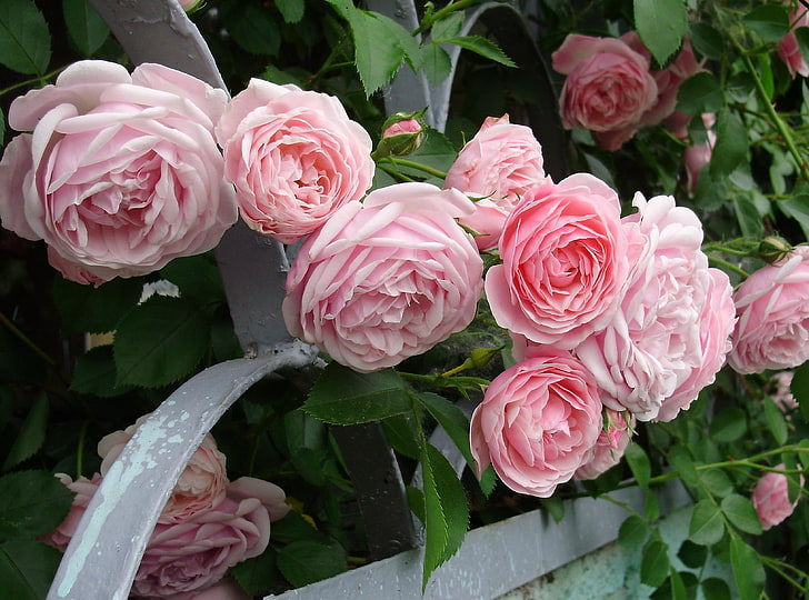 розови рози, рози, цветя, градина, ограда, храст, HD тапет