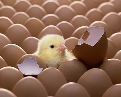 жълто пилешко пиле и вежди пилешки яйца, яйце, черупка, пиле, пиле, HD тапет HD wallpaper