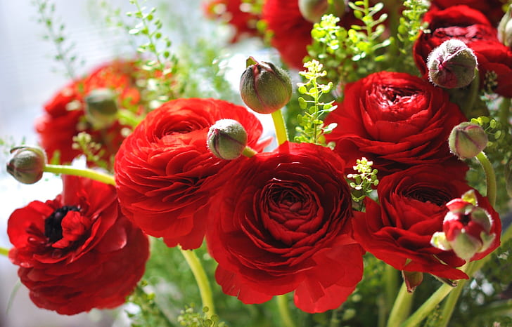 flowers, red, petals, buds, Ranunculus, Asian Buttercup, HD wallpaper