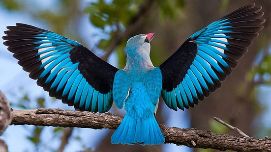 oiseau, oiseau bleu, branche, ailes, Fond d'écran HD HD wallpaper