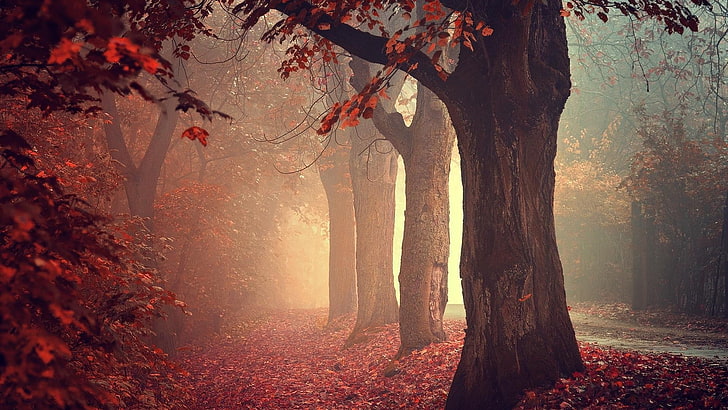 кафяво кленово дърво, падане, мъгла, дървета, природа, листа, гора, HD тапет