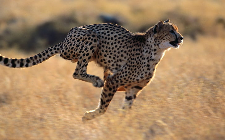 Cheetah Run HD, binatang, cheetah, lari, Wallpaper HD