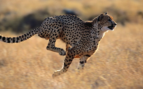 Cheetah Run HD, Tiere, Geparden, rennen, HD-Hintergrundbild HD wallpaper