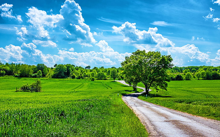 필드 밀 국가로, 나무, 흰 구름과 푸른 하늘, 봄 녹색 벽지 Hd, HD 배경 화면