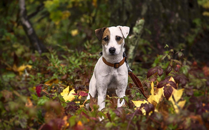 kısa kaplamalı beyaz ve kahverengi köpek, köpek, köpek yavrusu, çimen, yapraklar, HD masaüstü duvar kağıdı