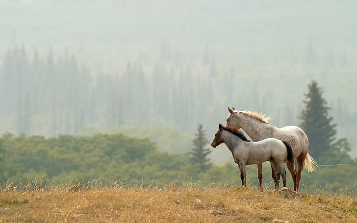 Couple horses, valleys, forest, trees, forest edges, horses, couple, HD wallpaper
