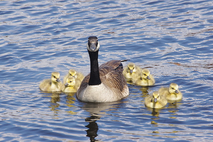 canada goose with ducklings, Close, ducklings, Belleville, Goslings, Geese, Baby, Hatchling, Water  Birds, Waterfront, Moira River, bird, nature, canada Goose, lake, animal, goose, wildlife, water, pond, outdoors, swimming Animal, HD wallpaper