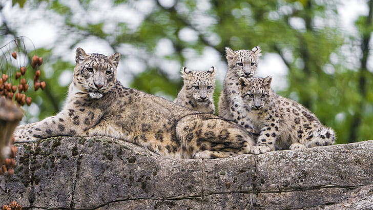 leopard, snöleopard, vilda djur, däggdjur, markdjur, gröngöling, ungar, familj, tryne, morrhår, HD tapet
