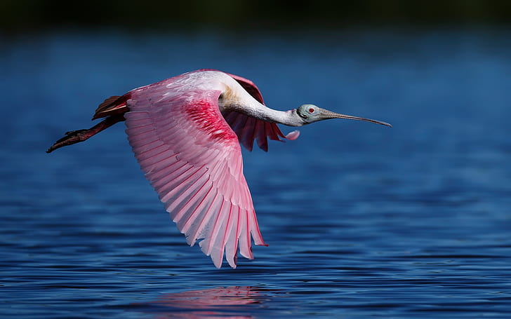 Spatola rosata che vola, uccello, ali, acqua, rosea, spatola, volare, uccello, ali, acqua, Sfondo HD