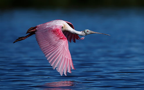 Espátula rosada volando, pájaro, alas, agua, rosada, espátula, volando, pájaro, alas, agua, Fondo de pantalla HD HD wallpaper