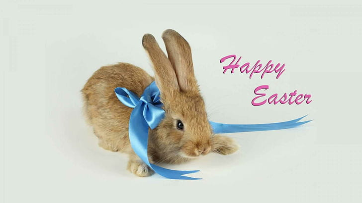 Happy Easter Bunny, easter, bunny, rabbit, happy easter, blue, cute, holiday, pink, 3d and abstract, HD wallpaper