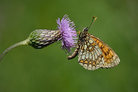 mor kelebek çiçek, böcek, doğa, kelebek üstündeki turuncu kelebek seçici odak fotoğrafçılık - Böcek, hayvan, hayvan Kanat, yakın çekim, makro, yaz, yaban hayatı, doğada güzellik, HD masaüstü duvar kağıdı HD wallpaper