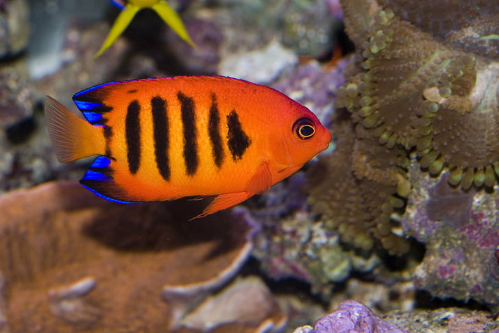 angelfish, nyala api, samudra, laut, tropis, bawah air, Wallpaper HD