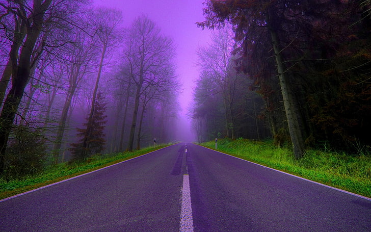 road between bare trees photo, road, trees, fog, lilac, the evening, Forest, beautiful, HD wallpaper