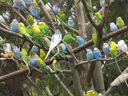 Волнистые попугайчики на дереве, волнистые попугайчики, дерево, животные, HD обои HD wallpaper