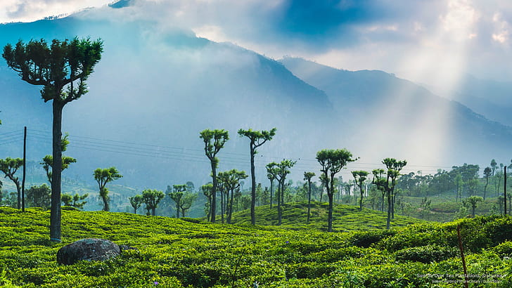 Sunrise Over Tea Plantations, Sri Lanka, Asia, HD wallpaper