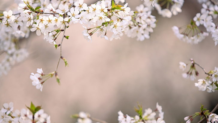 imágenes de flor de cerezo para fondo de escritorio, Fondo de pantalla HD |  Wallpaperbetter