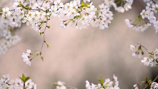 cherry blossom images for desktop background, HD wallpaper HD wallpaper