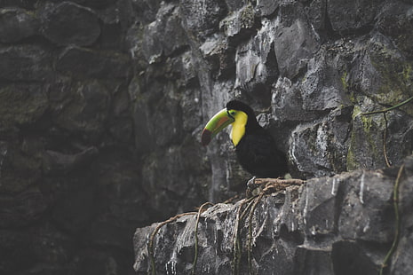 Toucan, Bird, Rocks, HD tapet HD wallpaper