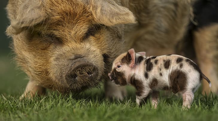 pigs, animals, mammals, baby animals, HD wallpaper