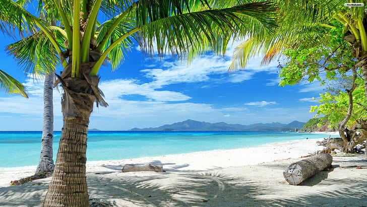 パラダイスビーチ、海、水、青い空、木、サンシャイン、3つのヤシの木、パラダイスビーチ、海、水、青い空、木、太陽、 HDデスクトップの壁紙