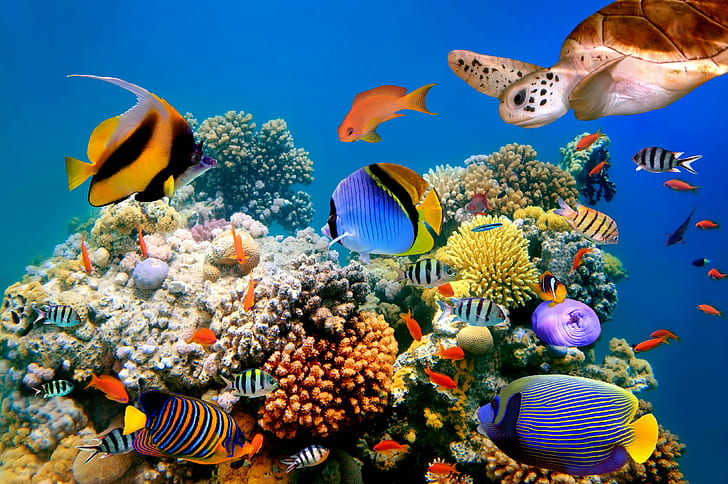 кораллы, кораллы, рыбы, океан, риф, море, тропики, черепахи, подводный мир, HD обои