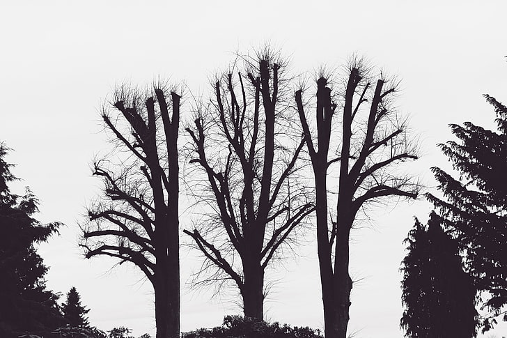 desenho de árvore nua, árvores, ramos, estética, bw, HD papel de parede