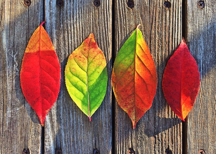 autumn, colorful, colors, colourful, creative, fall, leaves, red, HD wallpaper