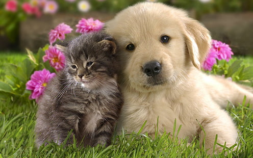 동물, 개, 고양이, 친구, 사랑스러운, 갈색 얼룩 고양이;가벼운 골든 리트리버 강아지, 동물, 개, 고양이, 친구, 사랑스러운, HD 배경 화면 HD wallpaper