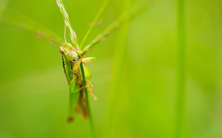 macro, grasshopper, insect, HD wallpaper