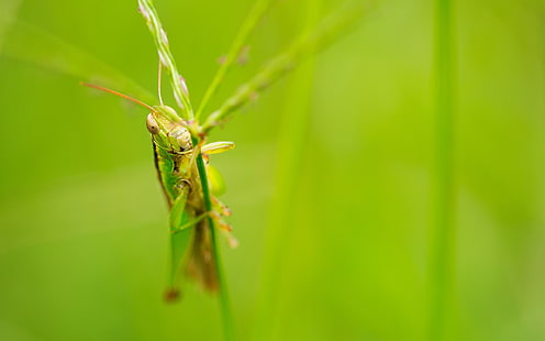 Makro, Heuschrecke, Insekt, HD-Hintergrundbild HD wallpaper