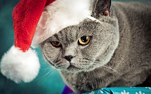 サンタキティ、面白い猫、面白い子猫、クリスマス猫、背景、 HDデスクトップの壁紙 HD wallpaper