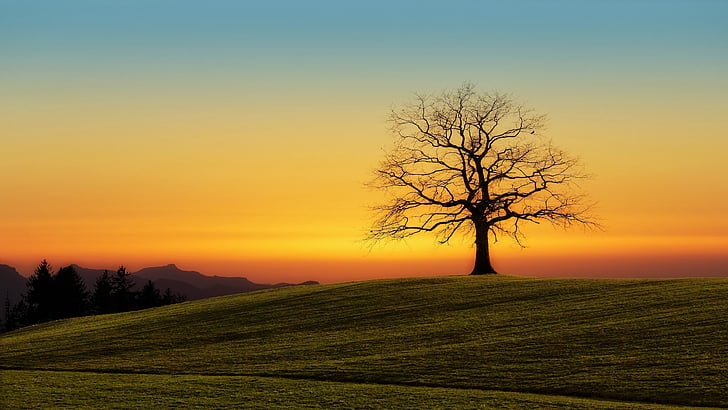 árbol solitario, puesta de sol, colina, cielo, árbol, naturaleza, campo, planta leñosa, atardecer, pradera, árbol solitario, horizonte, puesta de sol naranja, cielo naranja, resplandor crepuscular, área rural, Fondo de pantalla HD