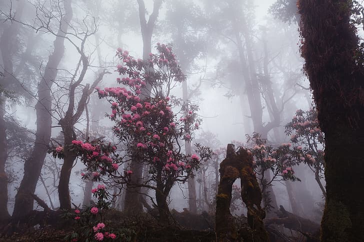 forest, trees, flowers, nature, fog, haze, HD wallpaper