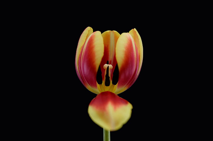flores, plantas, tulipanes, Fondo de pantalla HD