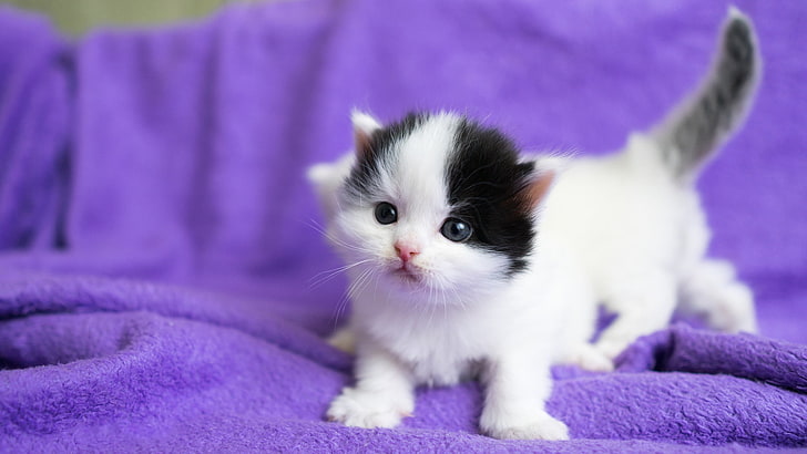 кошки, котенок, фон, сиреневый, черно-белый, маленький, малыш, морда, котята, ткань, белый, плед, пара, киски, милашки, HD обои
