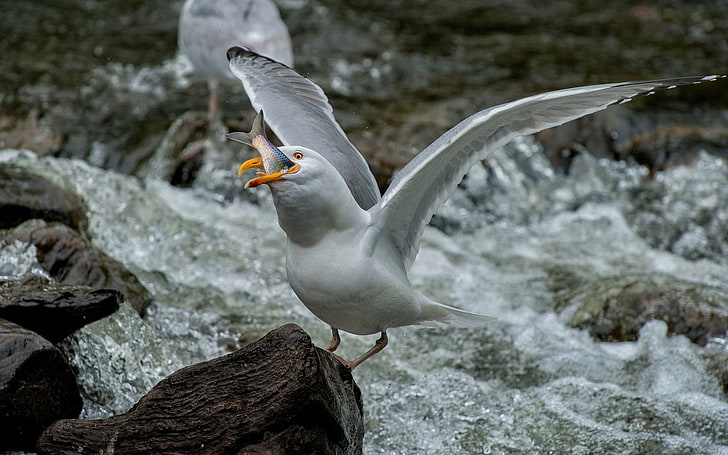 pájaro pescador rey blanco y gris, aves de corral, pescado, comida, olas, Fondo de pantalla HD