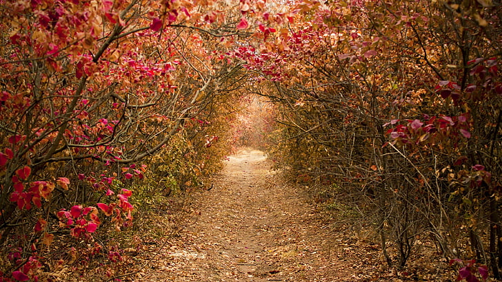 المسار ، الممر ، الخريف ، الزهور، خلفية HD